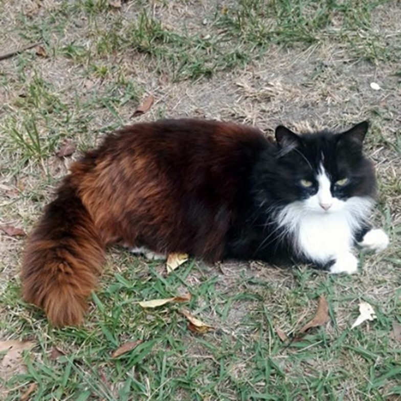 Окрас кошки